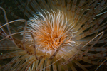 Pachycerianthus multiplicatus