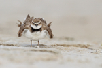 Wilson's Plover ruffles wings after bathing, Fort De Soto, Florida