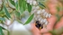 Spring 1 Earth Bee