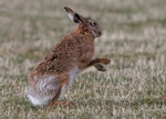Brown Hare