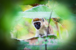 Vervet Monkey