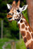 Giraffe - 2269_00007