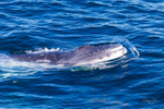New Calf 0A3A7757