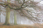 Autumn Woods