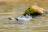 avocet Recurvirostra avosetta-5606