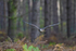 Common Buzzard