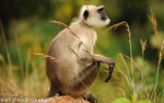 Langur dreaming.