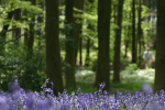 Bluebell wood  _S056