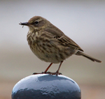 Rock Pipit with insect near Elizabeth Castle, St. Helier