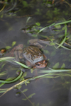Mass spawning in a Bristol pond.