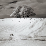 Teenley Hill 12
