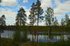 Wild Brown Bear Centre, near Vartius, Kainuu, Finland