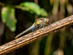 Common Darter