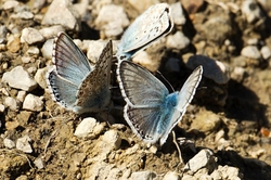 Provence Chalkhill Blue
