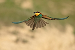 European Bee-eater flying to perch, Montgai, Spain