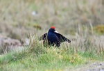 Black Grouse