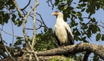 Palm Nut Vulture.