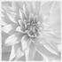 Dahlia #1