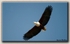Fish Eagle