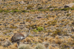 Rhea on the Altiplano