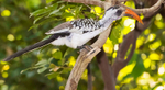 Red Billed Hornbill