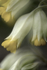 Vintage Cowslips
