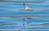 Fulmar