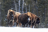 Group of Bison hesitates, Yellowstone National Park, Wyoming