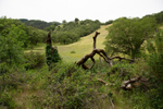 Cattle field
