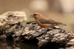 Red Crossbill (male) side view, Port del Comte, Spain