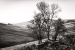 Trees in Winter, West Sperrins, Co Tyrone