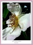 Rosa 'Kerisalo' 2