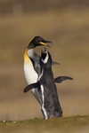 Squabbling Penguins