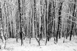Silver Birch