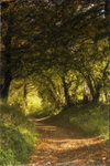 South Downs Sunken Lane