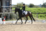 Unaffiliated Dressage portfolio