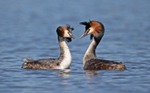 Great Crested Grebe - Podiceps cristatu