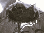 Sunflower (b&w)