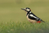 Great Spotted Woodpecker
