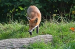 Red Fox