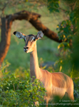 Alert Impala female