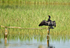 Cormorant