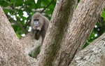 Young male mandrill