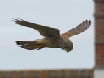 Kestrel On The Hunt