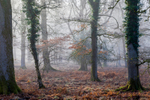 Misty Winter Oaks
