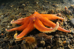 Solaster endeca