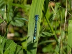 Common Blue Damselfly