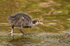 Coot