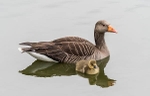 Slimbridge-1