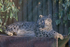 Snow Leopard - Hara
